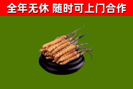 绥阳烟酒回收冬虫夏草.jpg